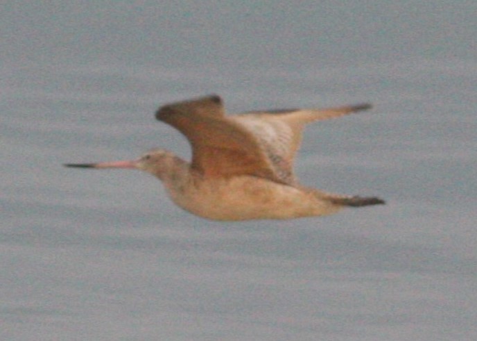 Marbled Godwit - ML630623184