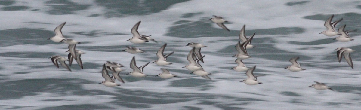 Sanderling - ML630623193