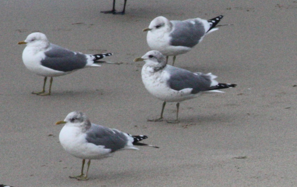 Short-billed Gull - ML630623212