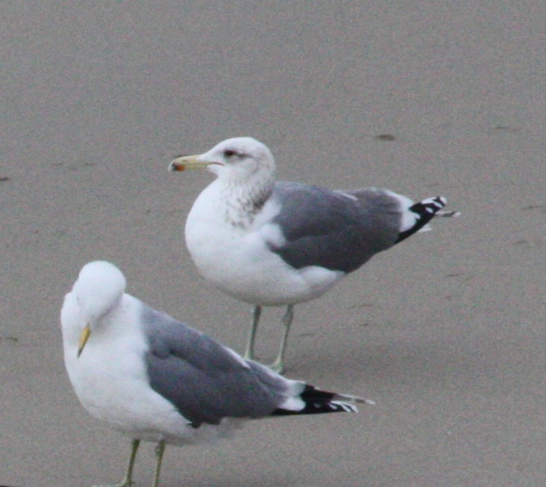 California Gull - ML630623216