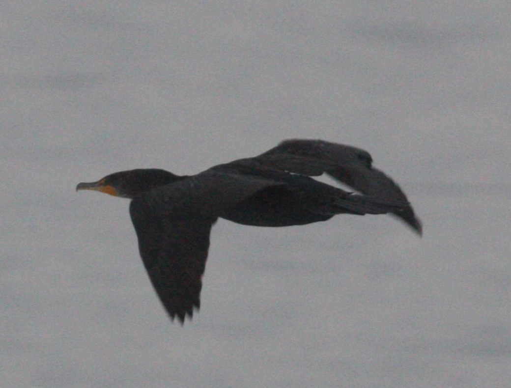 Double-crested Cormorant - ML630623225