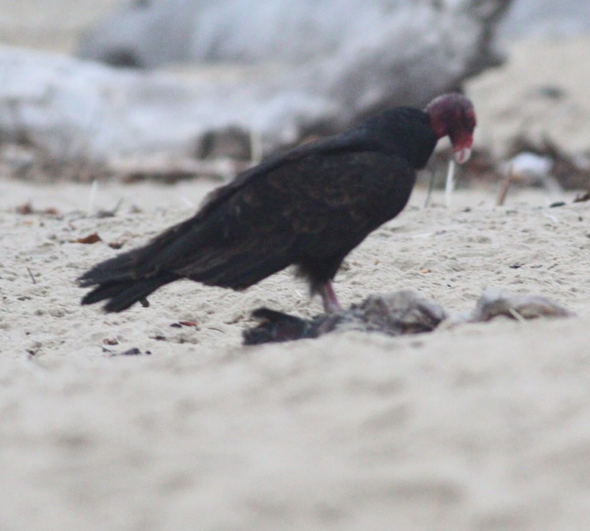 Turkey Vulture - ML630623240