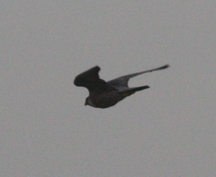 Peregrine Falcon - ML630623261