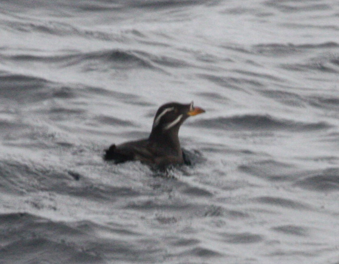 Rhinoceros Auklet - ML630623312