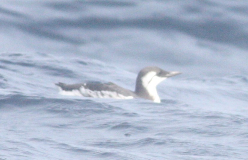 Common Murre - ML630623313