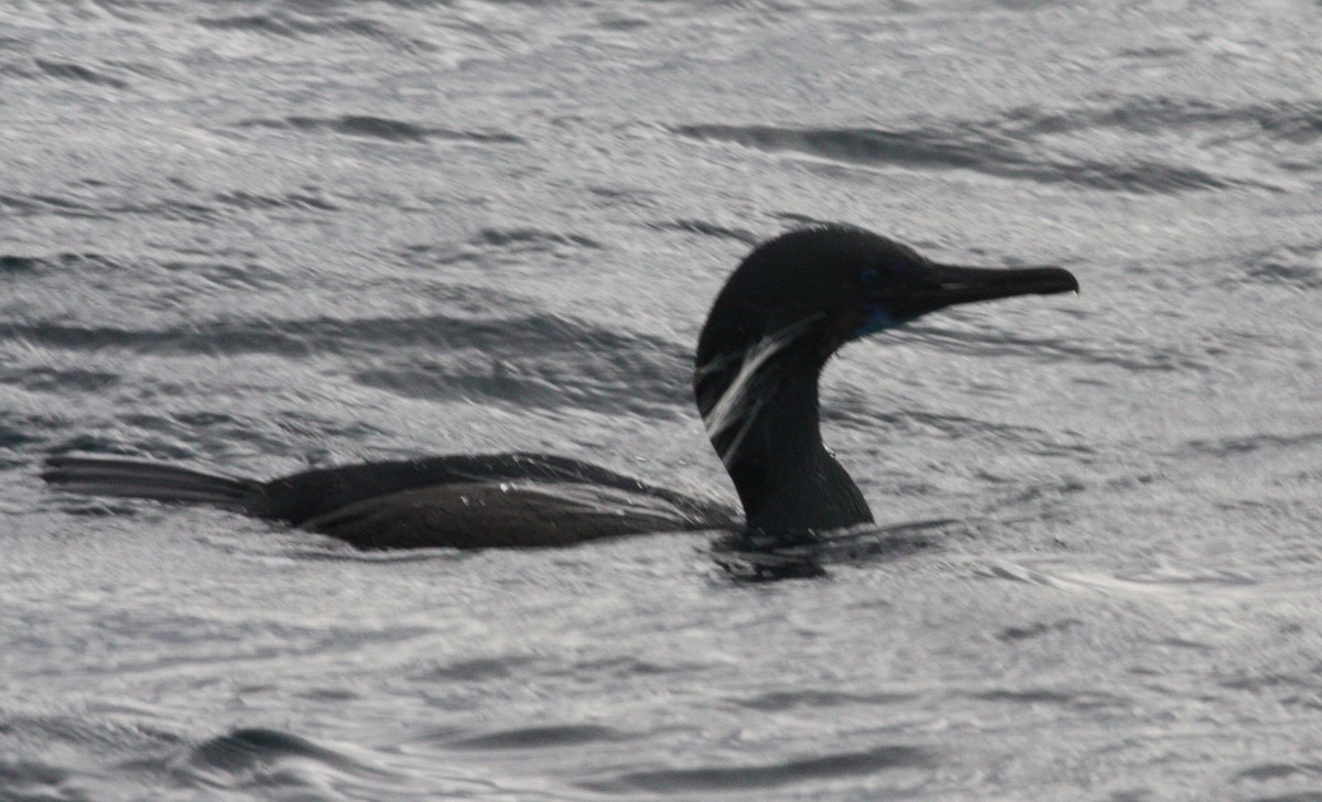 Brandt's Cormorant - ML630623317