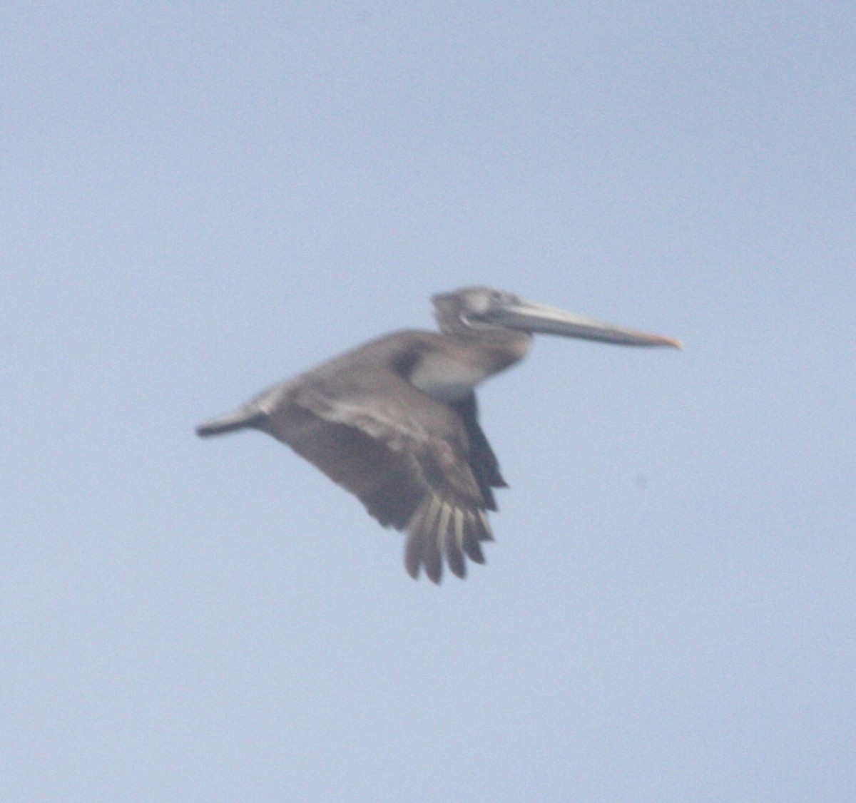 Brown Pelican - ML630623320
