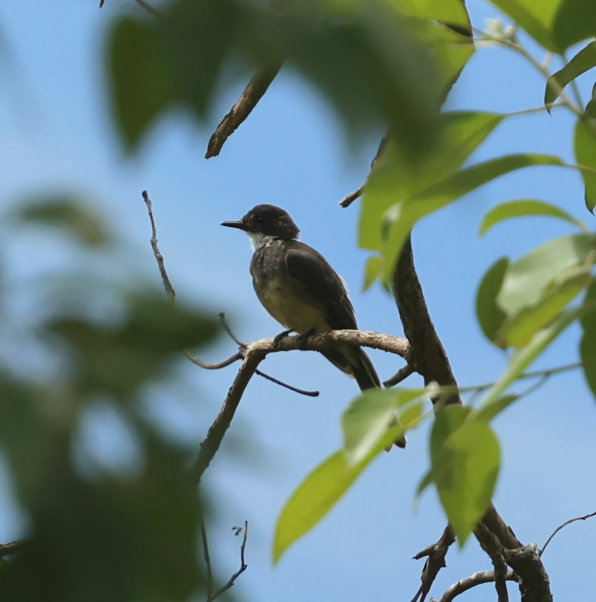 Northern Fantail - ML630623596