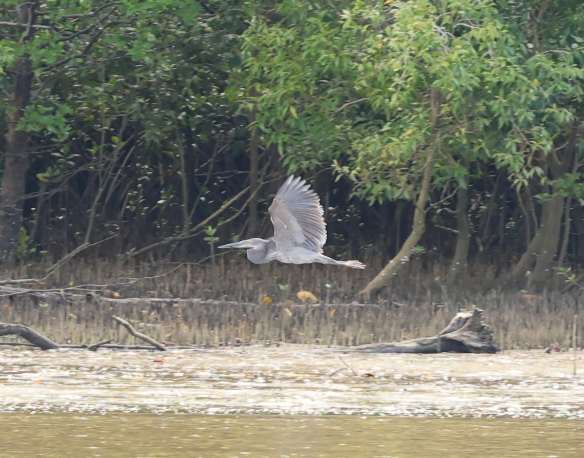 Great-billed Heron - ML630623599