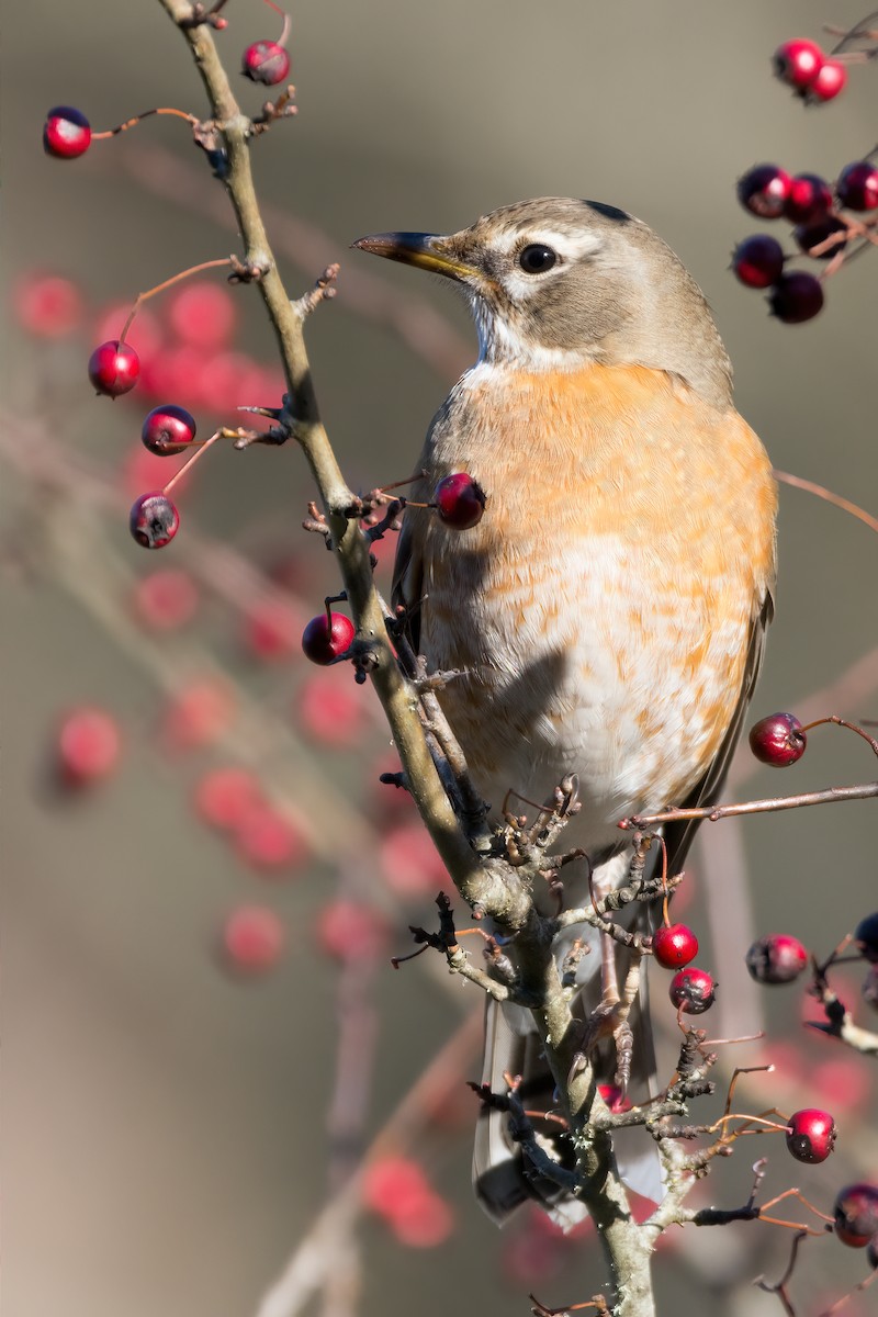 American Robin - ML630623740