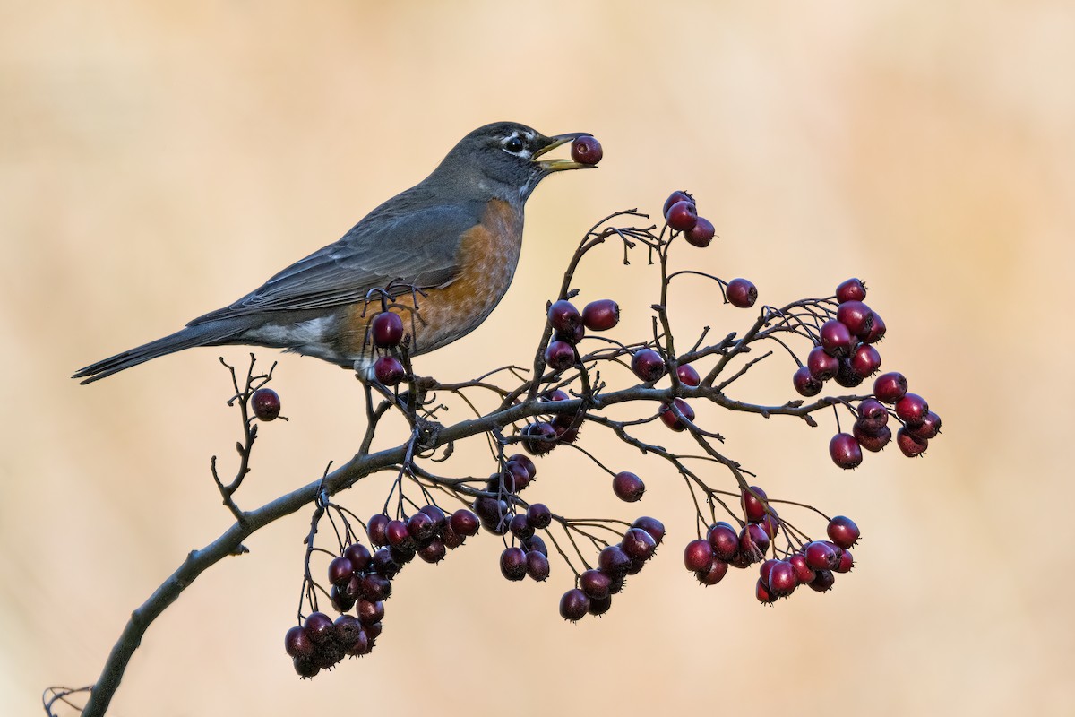 American Robin - ML630623741