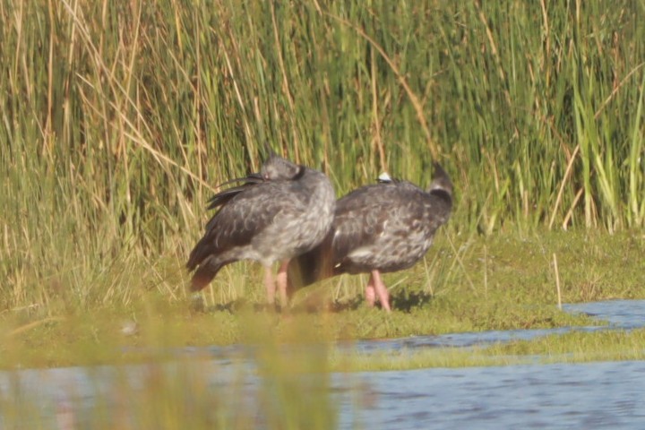 Southern Screamer - ML630623894