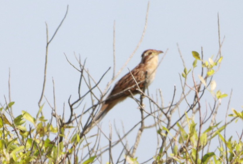 Striped Cuckoo - ML630623904