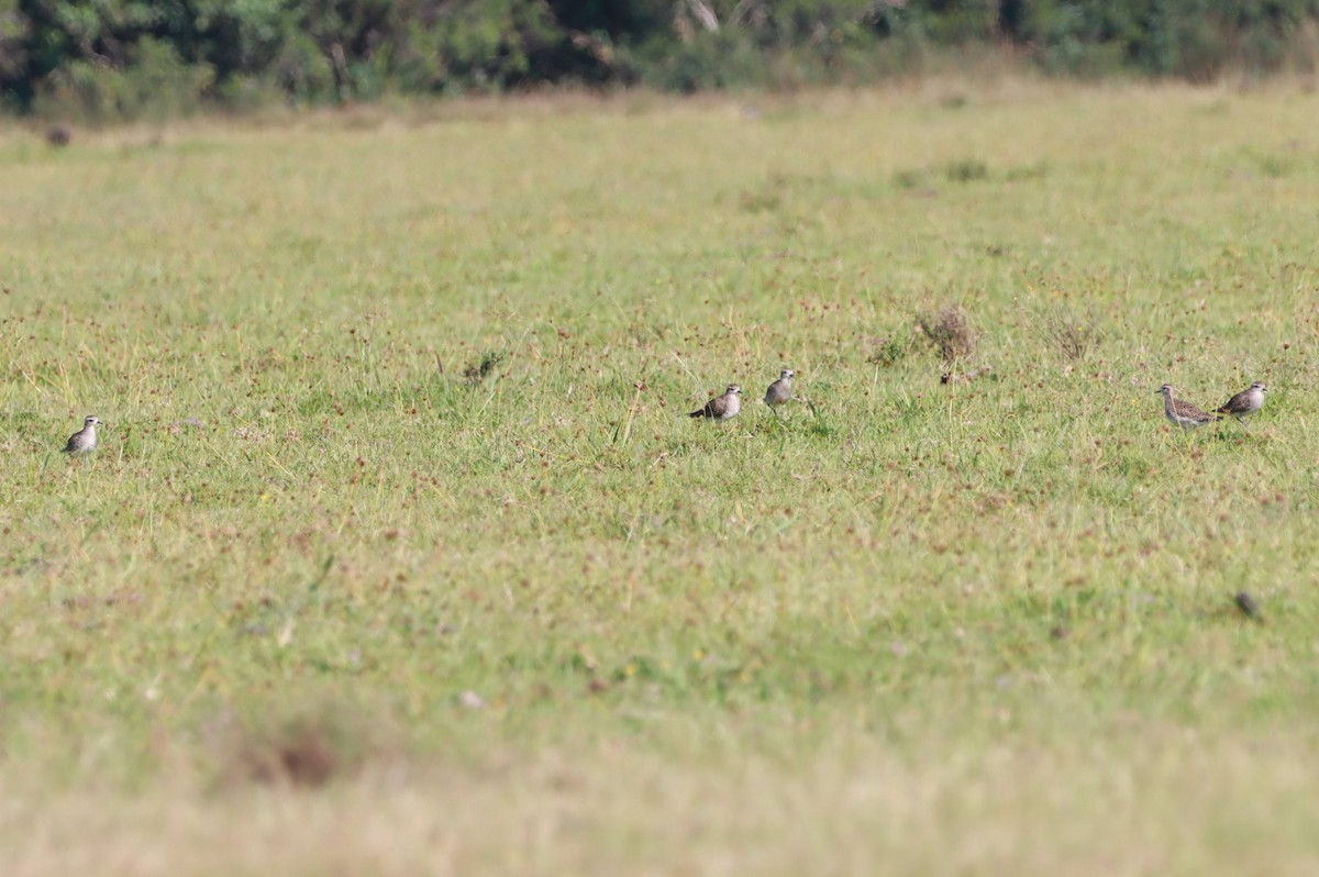 Piviere americano - ML630623913