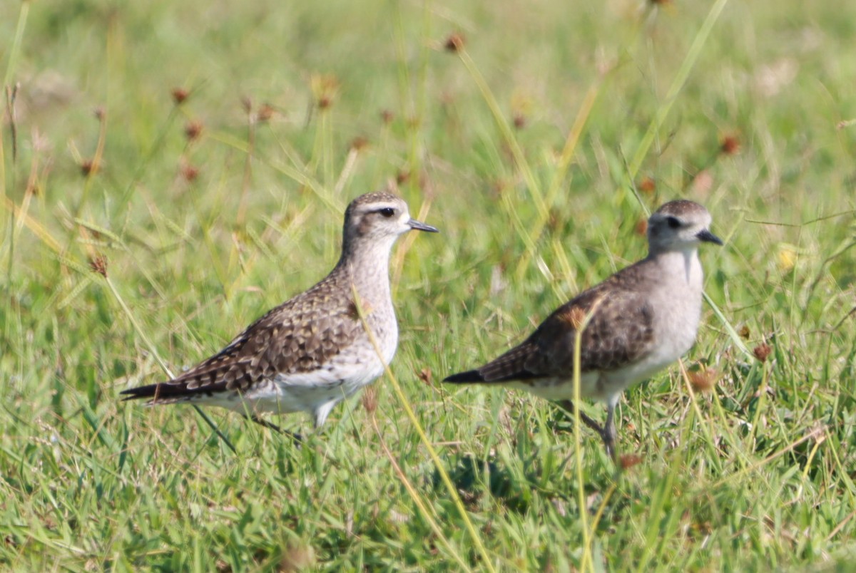 Piviere americano - ML630623914