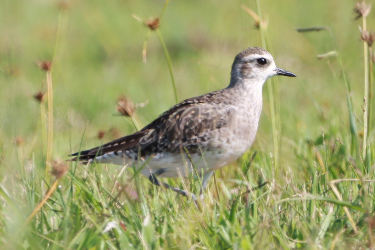 Piviere americano - ML630623920