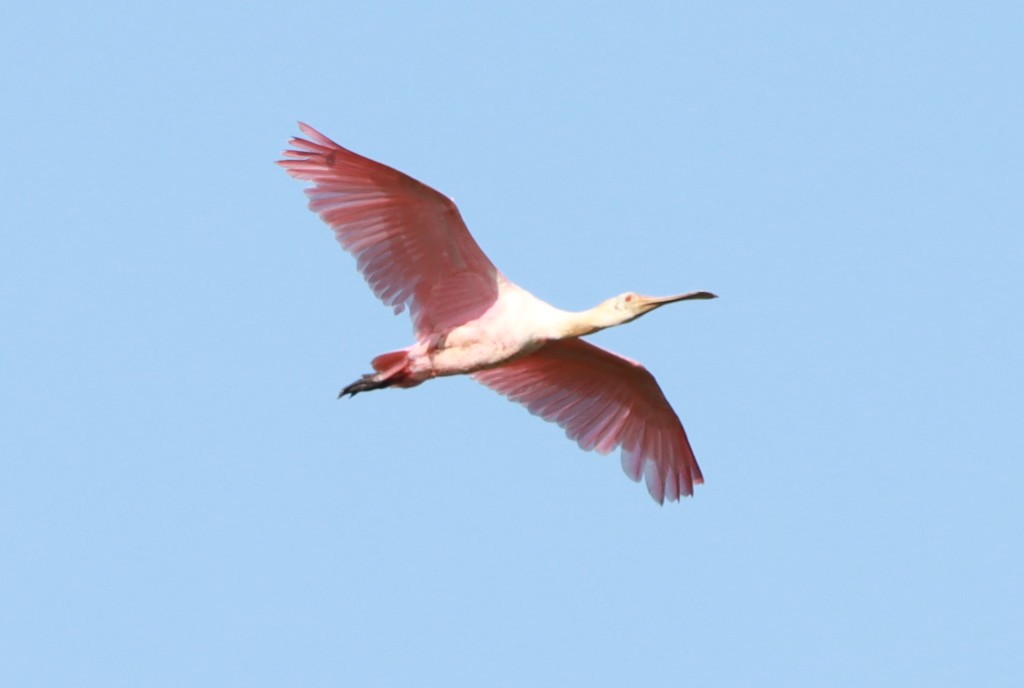 Roseate Spoonbill - ML630623923
