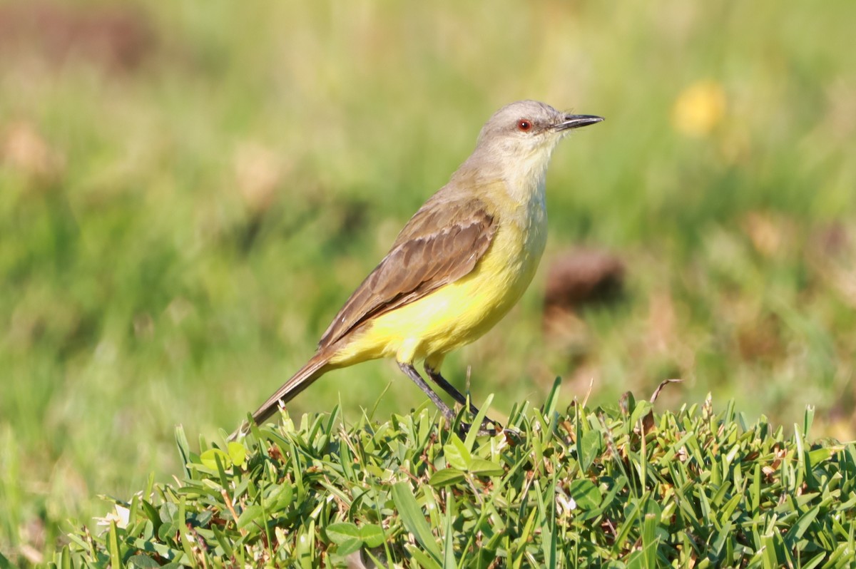 Cattle Tyrant - ML630623935