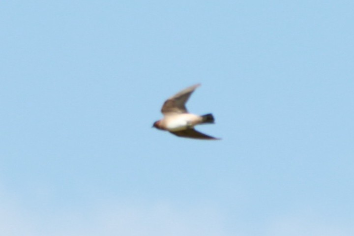 Cliff Swallow - ML630623947