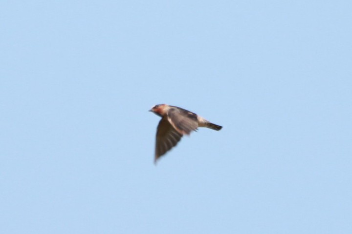 Cliff Swallow - ML630623948
