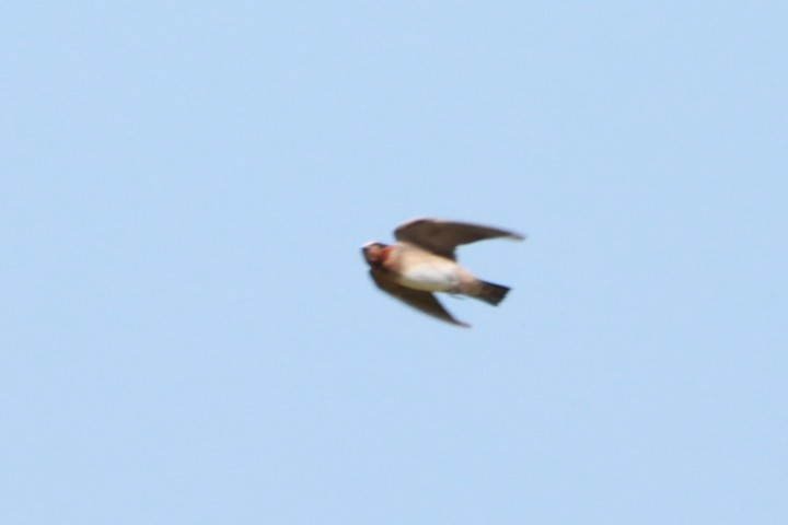 Cliff Swallow - ML630623949