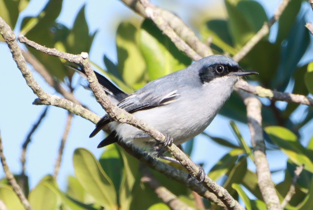 Masked Gnatcatcher - ML630623953