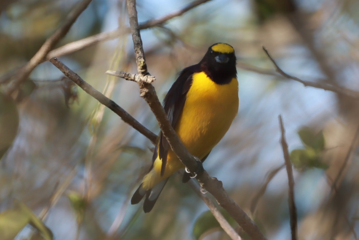 Purple-throated Euphonia - ML630623966