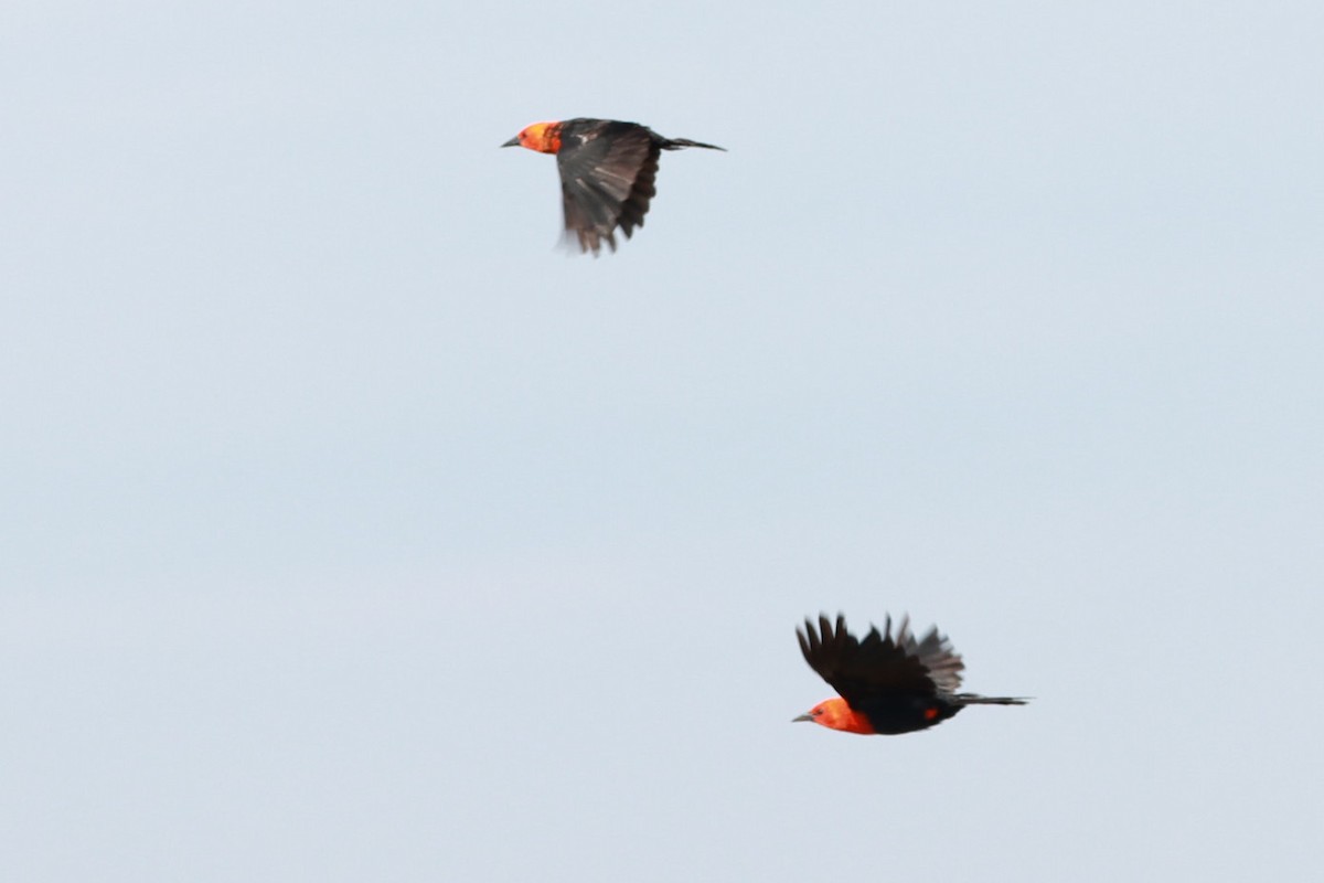 Scarlet-headed Blackbird - ML630623971