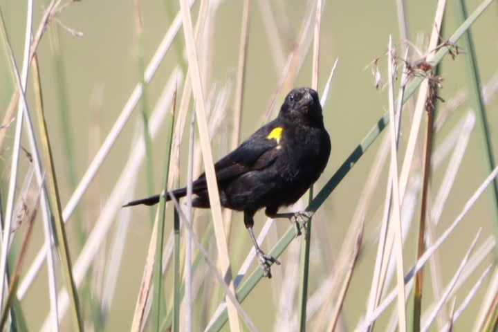 Yellow-winged Blackbird - ML630623980