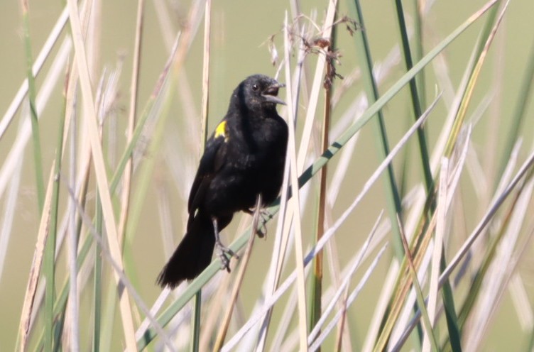 Yellow-winged Blackbird - ML630623981