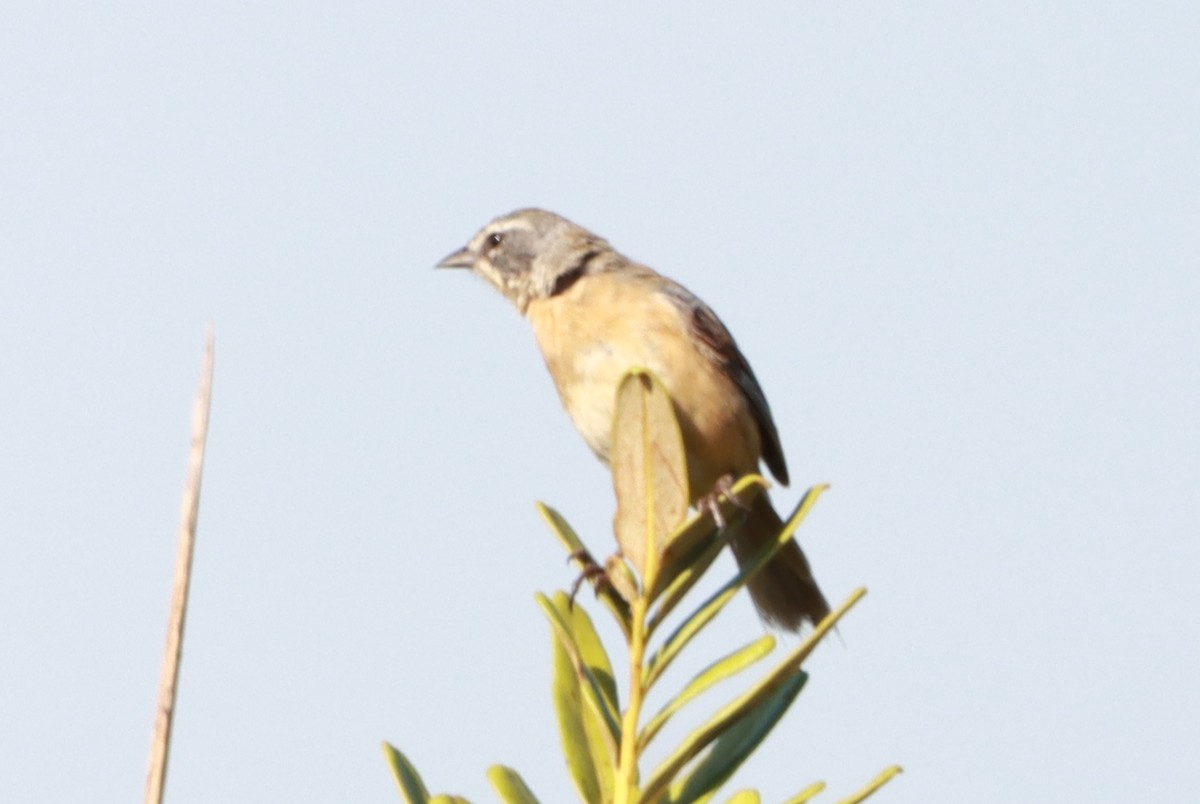 Long-tailed Reed Finch - ML630623987