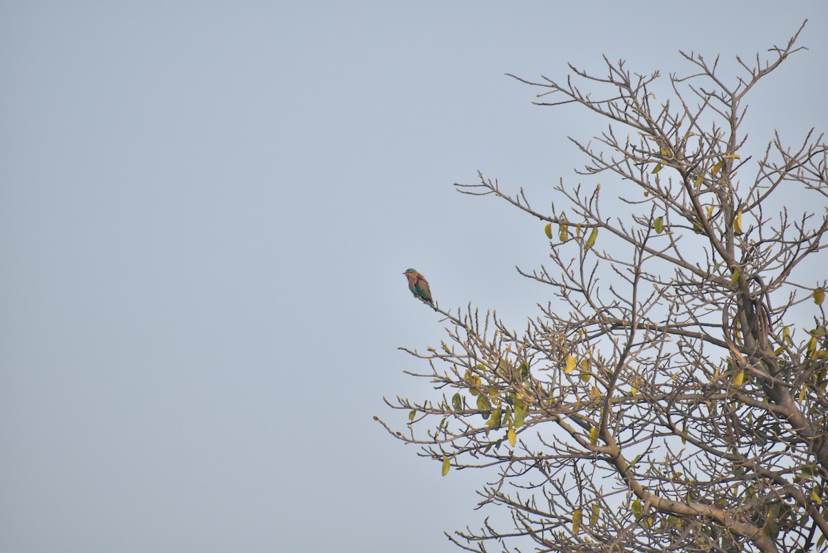 mandelík indický - ML630624514