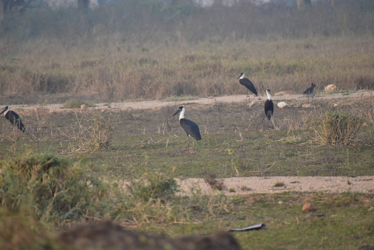 čáp bělokrký - ML630624520