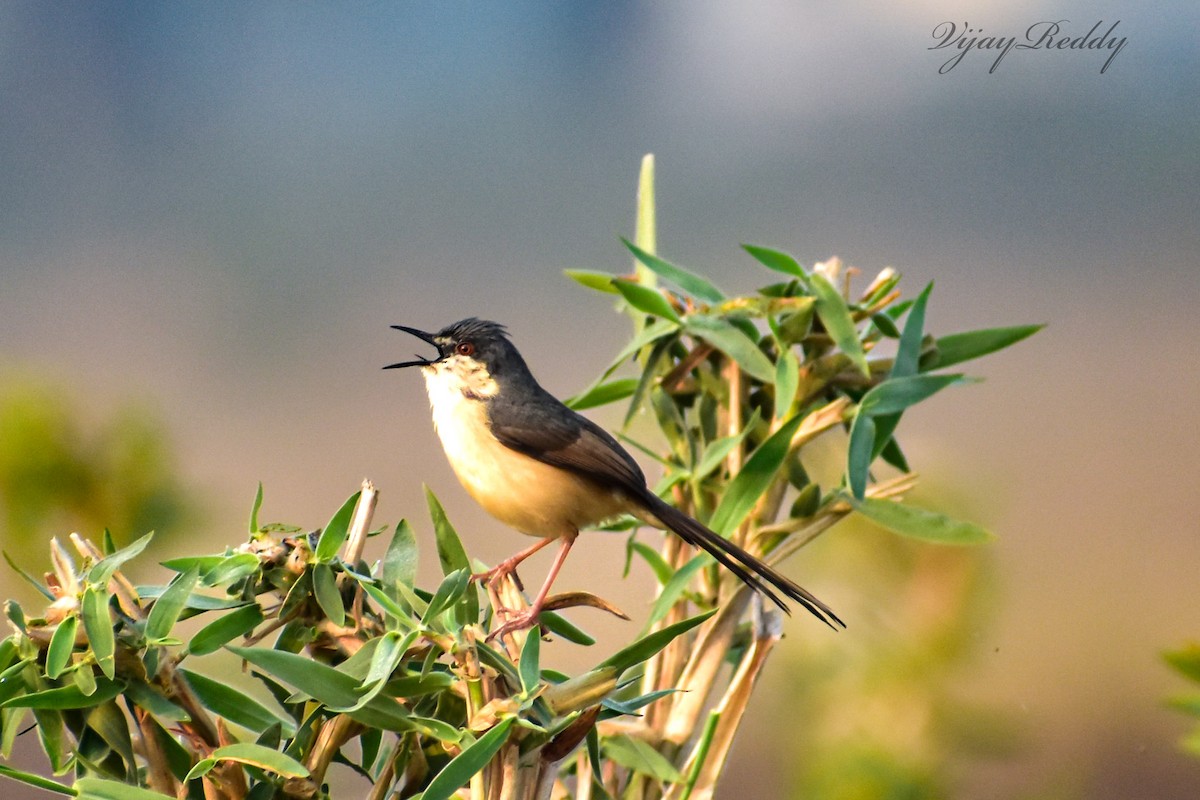 Ashy Prinia - ML630624549