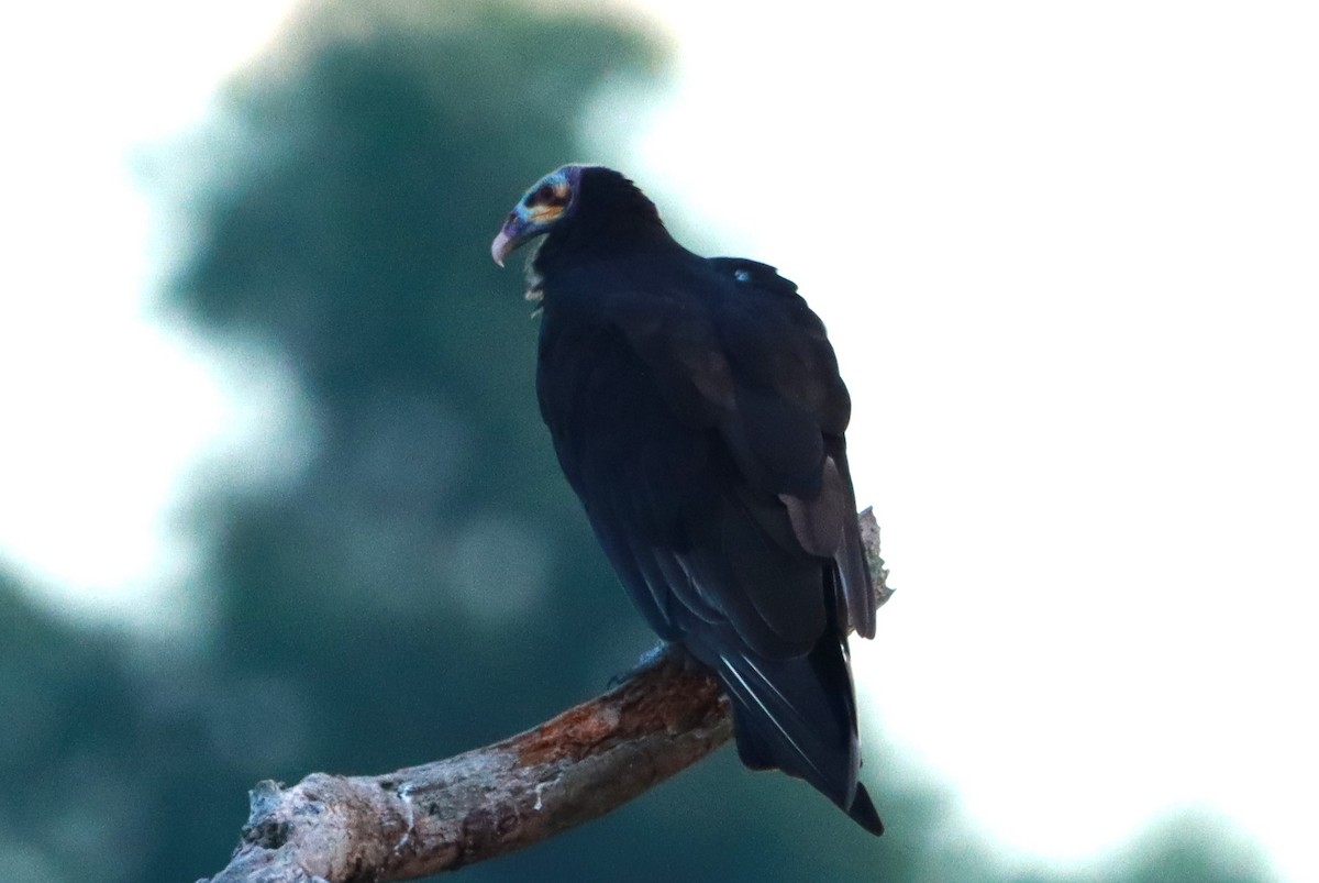 Lesser Yellow-headed Vulture - ML630624737