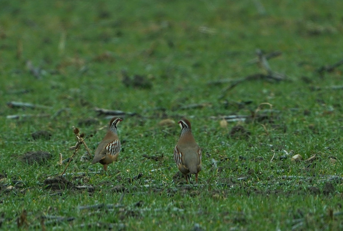 rødhøne - ML630624741