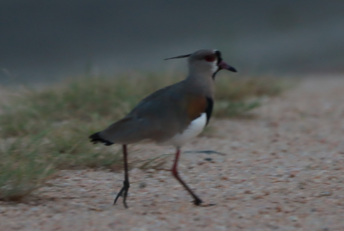 Southern Lapwing - ML630624743