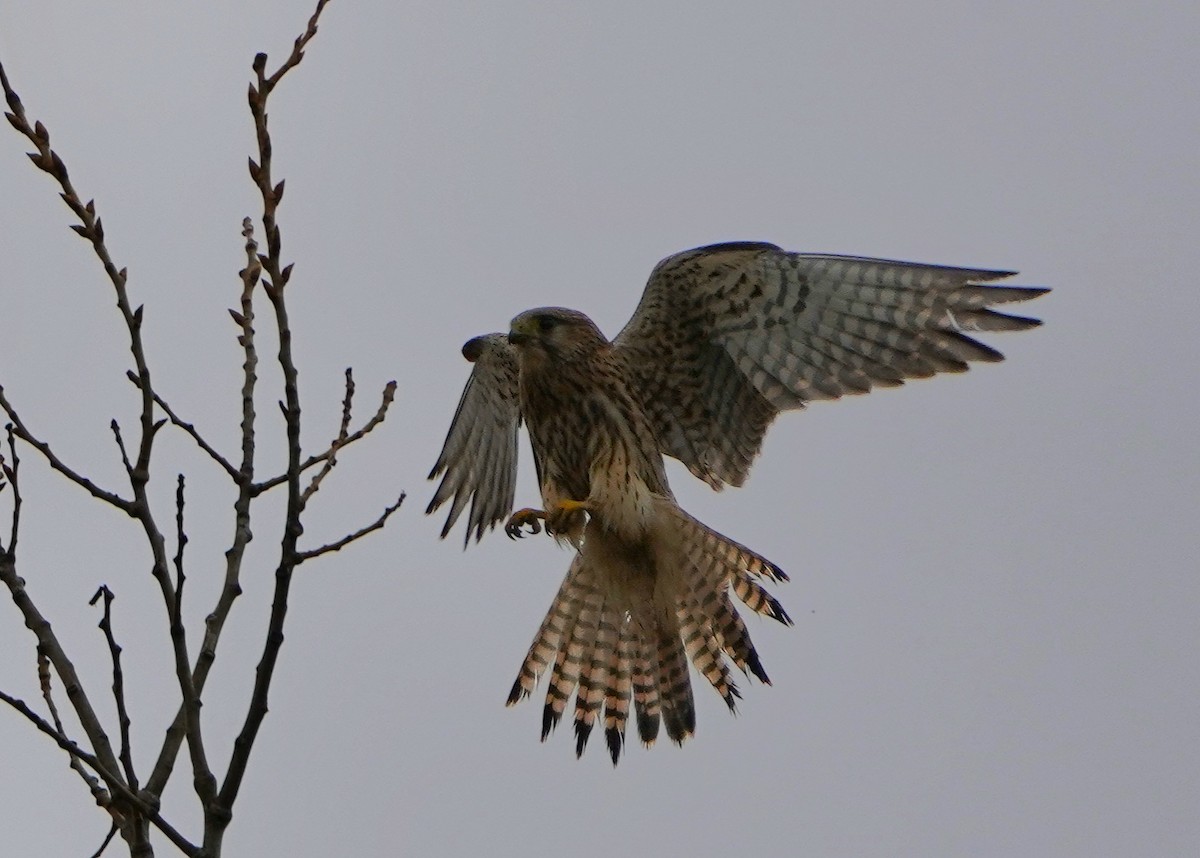 tårnfalk - ML630624745