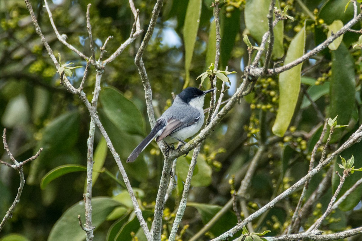 Tropical Gnatcatcher (atricapilla) - ML630624906