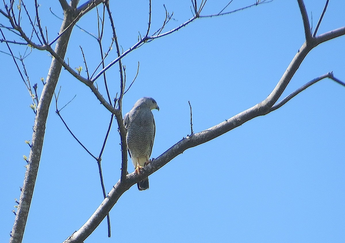 Gray Hawk - ML630624920