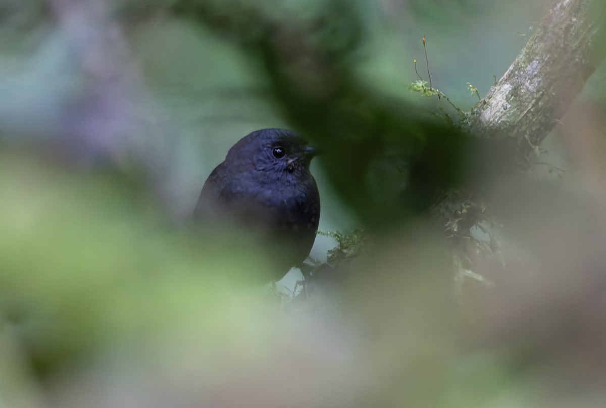Stiles's Tapaculo - ML630624998
