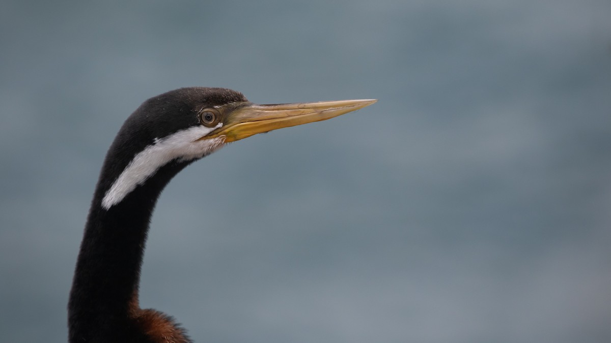 Australasian Darter - ML630625015