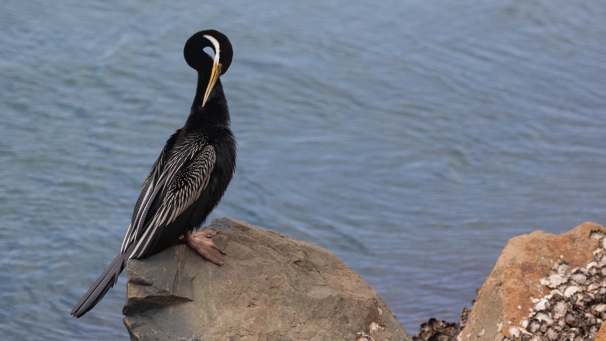 Australasian Darter - ML630625016