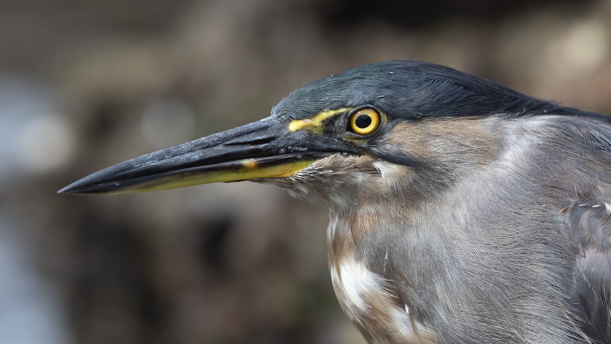 Little Heron - ML630625023