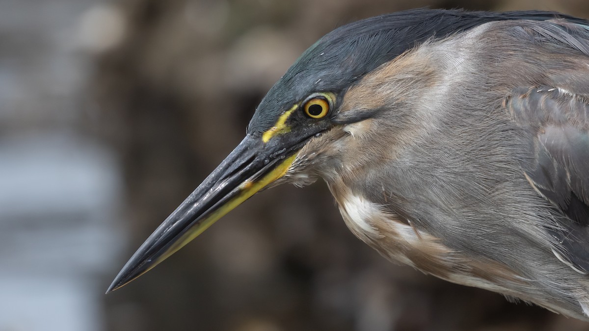 Little Heron - ML630625024