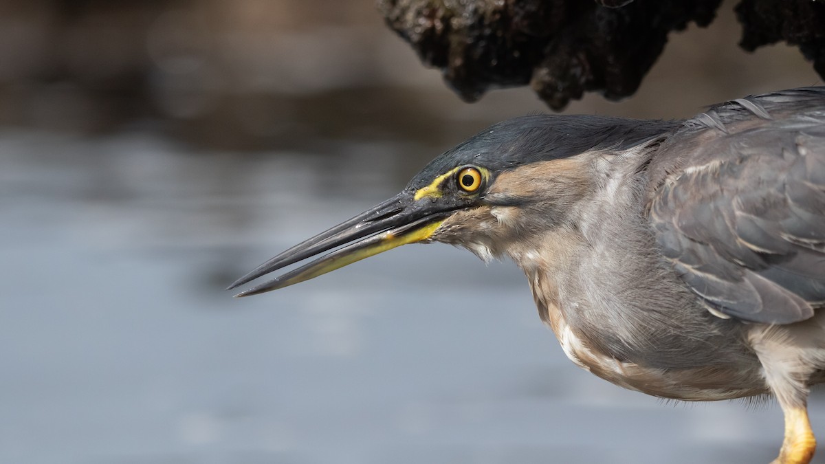 Little Heron - ML630625025