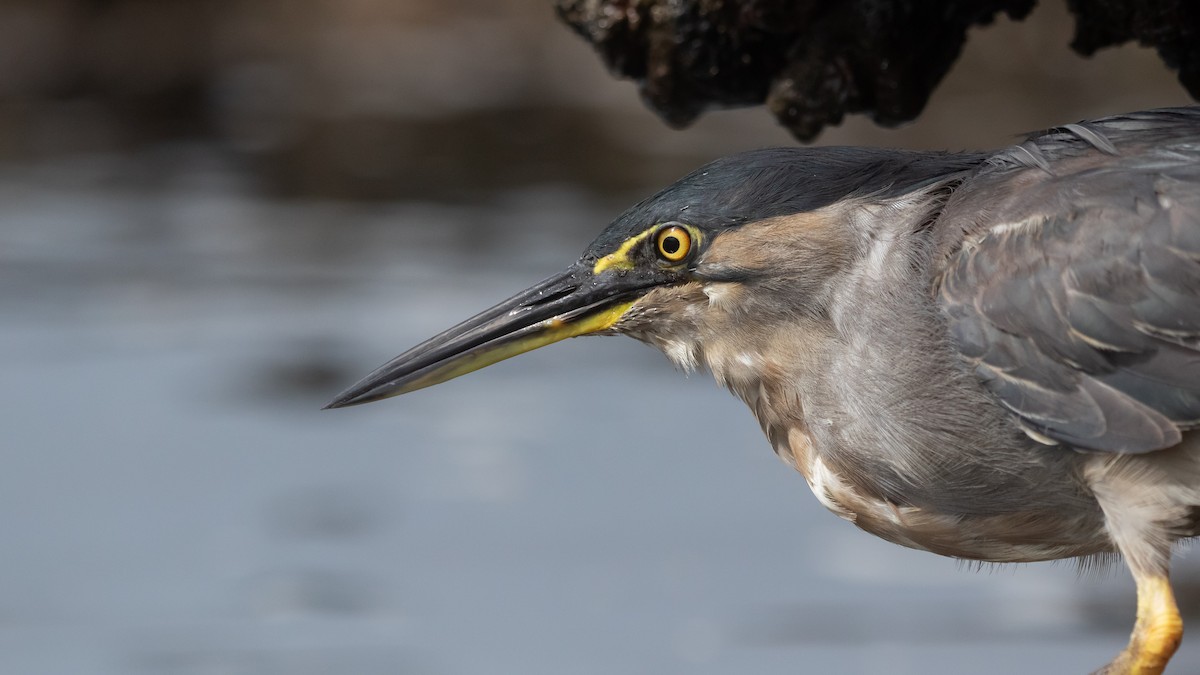 Little Heron - ML630625026