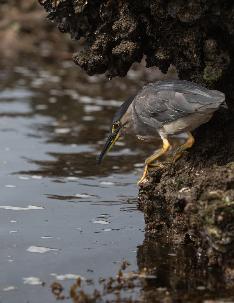 Little Heron - ML630625027