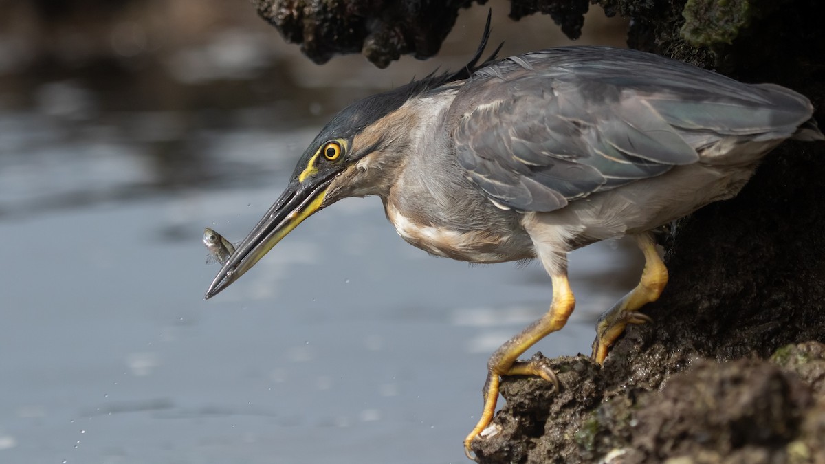 Little Heron - ML630625028