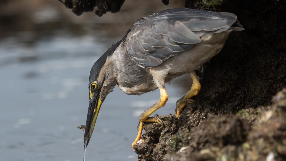 Little Heron - ML630625029